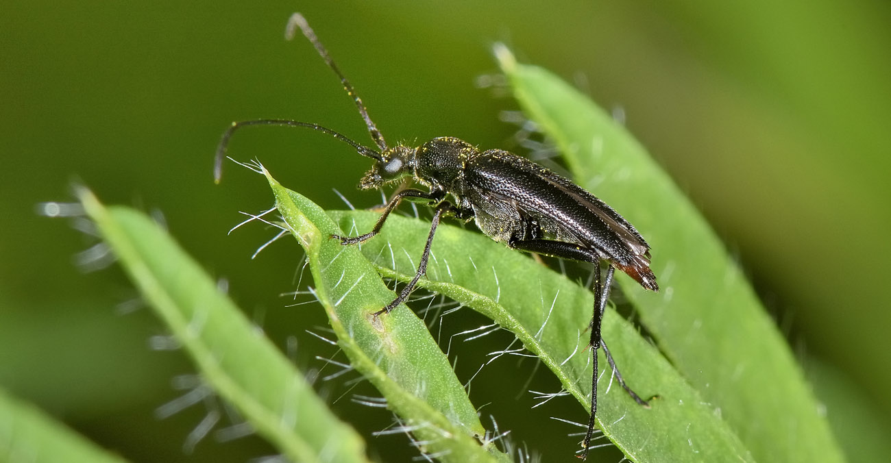 Stenurella nigra?  S !